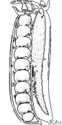 ඇට මුද්‍රණය කළ හැකි වර්ණ පිටු